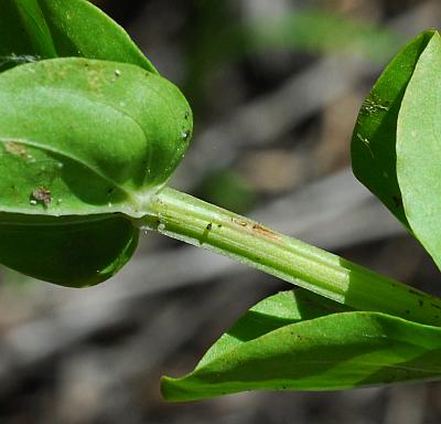 Sabatia_angularis_stem.jpg