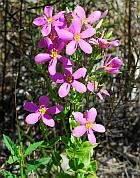 Sabatia angularis thumbnail