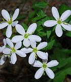 Sabatia angularis thumbnail