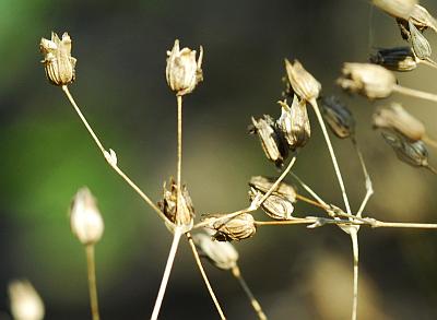 Sabulina_michauxii_fruit.jpg