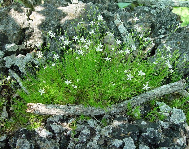 Sabulina_michauxii_plant.jpg