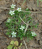 Sagina decumbens thumbnail