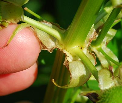 Sagittaria_brevirostra_bracts.jpg