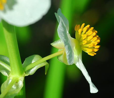 Sagittaria_brevirostra_flower.jpg