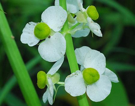 Sagittaria_brevirostra_flower2.jpg