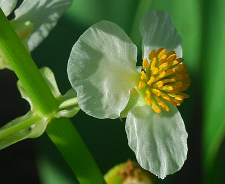 Sagittaria_brevirostra_flower3.jpg