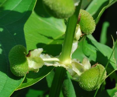 Sagittaria_brevirostra_fruits.jpg