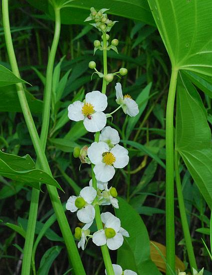 Sagittaria_brevirostra_inflorescence.jpg