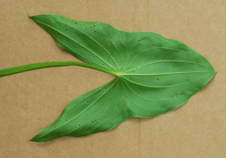 Sagittaria_brevirostra_leaf.jpg