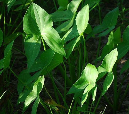 Sagittaria_brevirostra_leaves.jpg