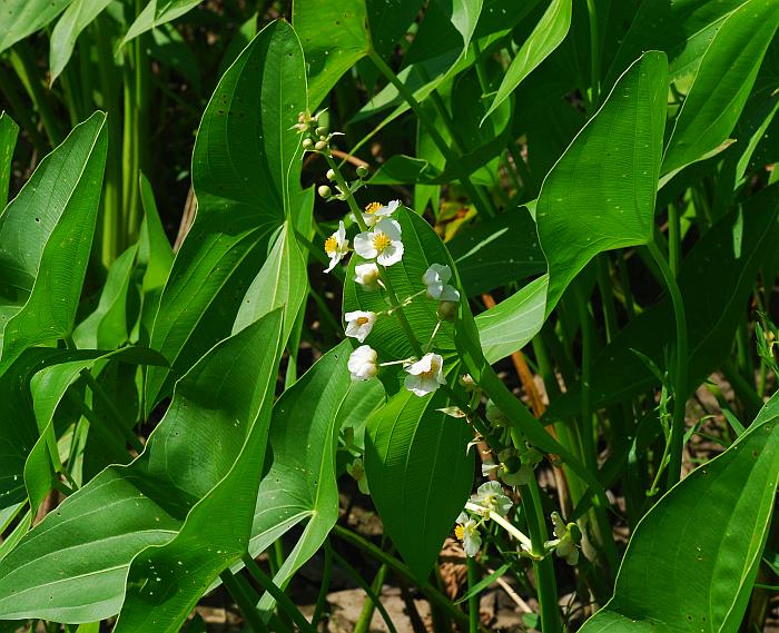 Sagittaria_brevirostra_plant.jpg