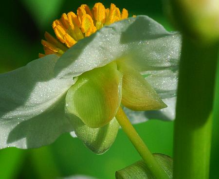 Sagittaria_brevirostra_sepals.jpg