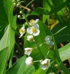 Sagittaria brevirostra thumbnail