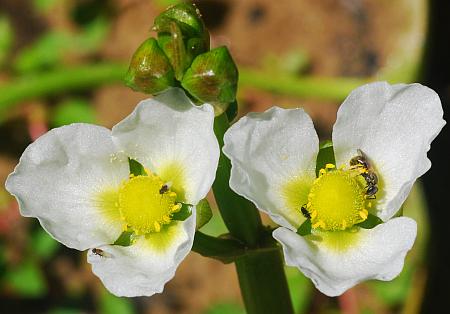 Sagittaria_calycina_flower1.jpg