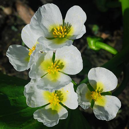 Sagittaria_calycina_flower2.jpg