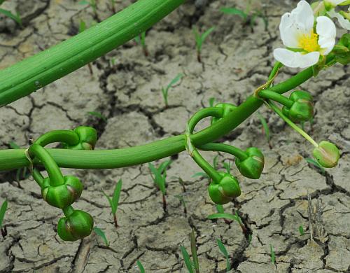 Sagittaria_calycina_fruits.jpg