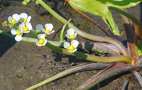 Sagittaria_calycina_inflorescence.jpg