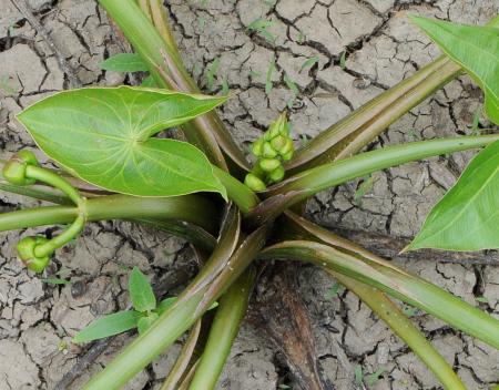 Sagittaria_calycina_leaf2.jpg