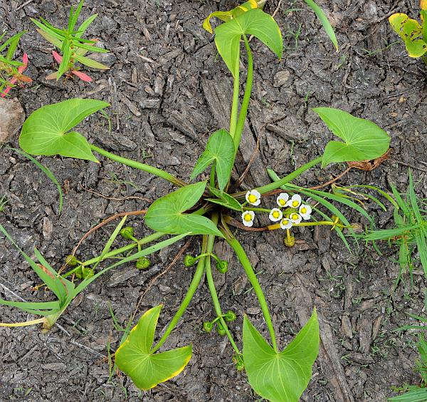 Sagittaria_calycina_plant.jpg