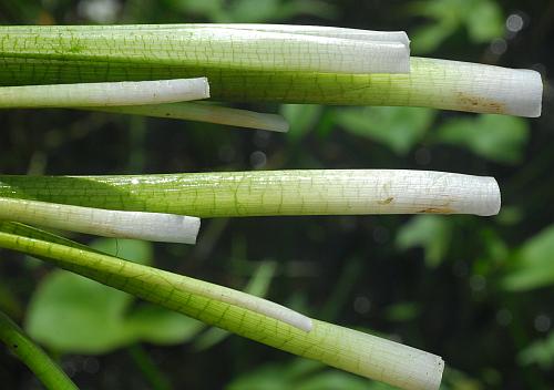 Sagittaria_graminea_bases.jpg