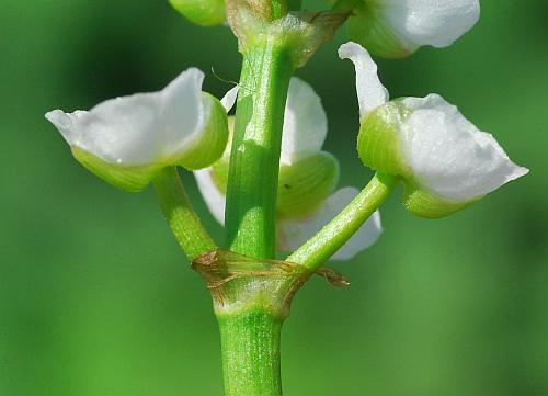 Sagittaria_graminea_bracts.jpg