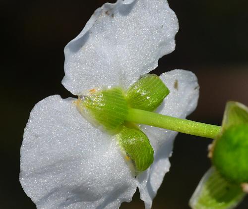 Sagittaria_graminea_calyx.jpg