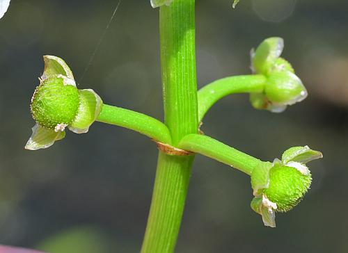 Sagittaria_graminea_fruits1.jpg