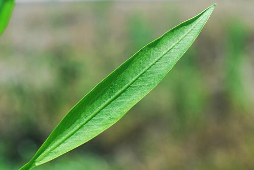 Sagittaria_graminea_leaf1.jpg