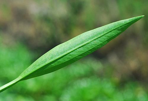 Sagittaria_graminea_leaf2.jpg