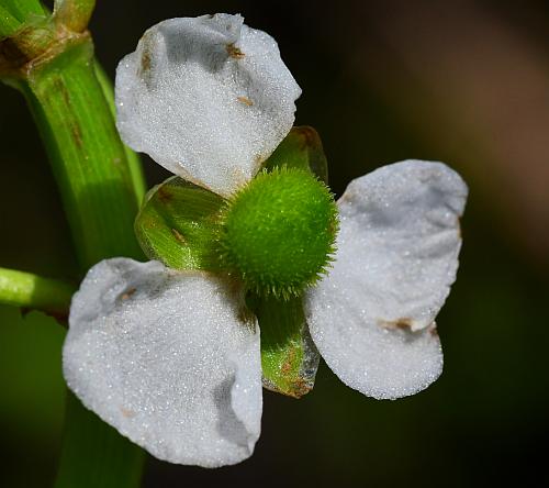 Sagittaria_graminea_pflower.jpg