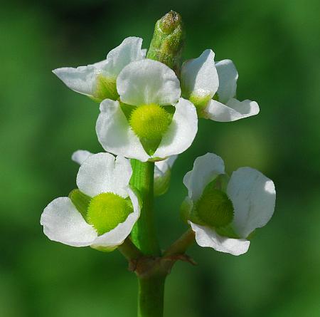 Sagittaria_graminea_pinflorescence.jpg