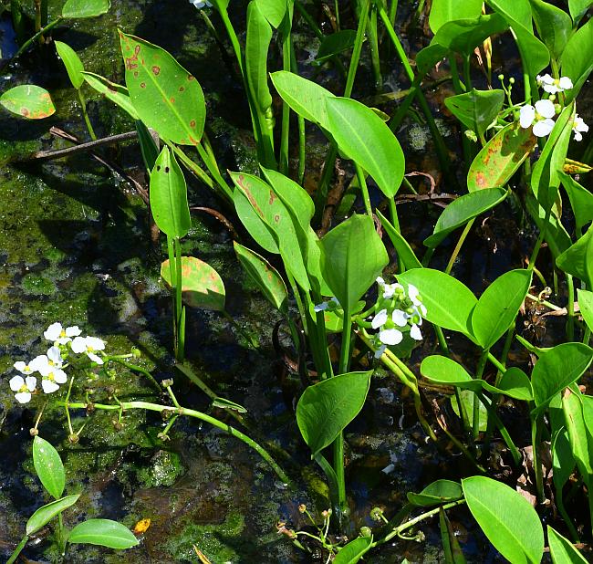 Sagittaria_graminea_plant.jpg