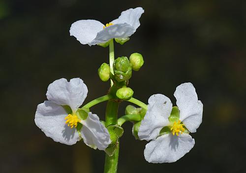 Sagittaria_graminea_sinflorescence.jpg