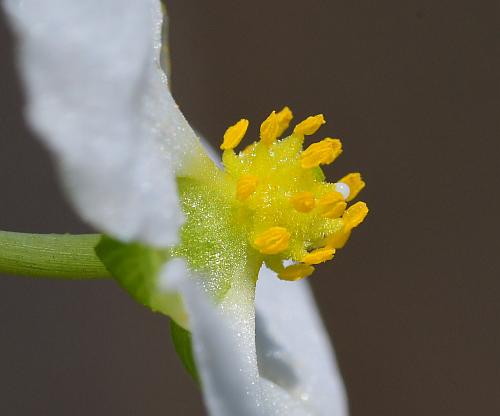 Sagittaria_graminea_stamens.jpg