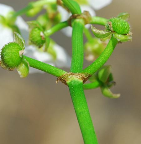 Sagittaria_graminea_stem.jpg