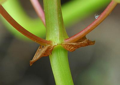 Sagittaria_latifolia_bracts.jpg