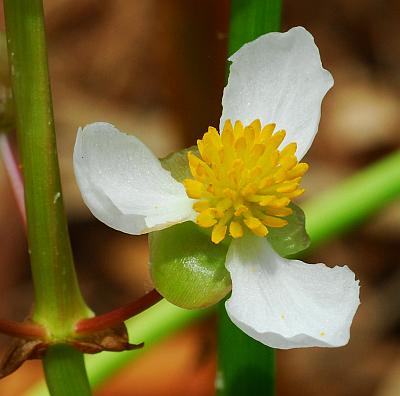 Sagittaria_latifolia_flower1.jpg