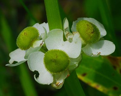 Sagittaria_latifolia_flower2.jpg