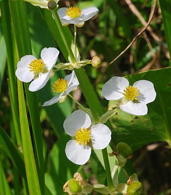 Sagittaria_latifolia_inflorescence.jpg