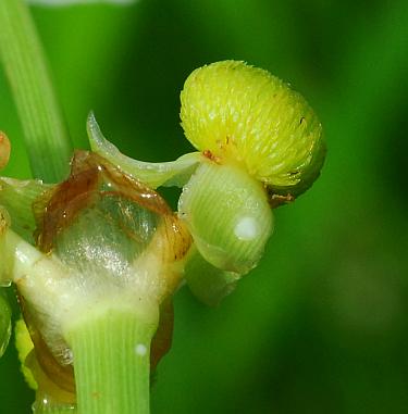 Sagittaria_latifolia_infructescence.jpg