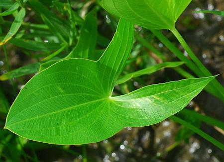 Sagittaria_latifolia_leaf1.jpg