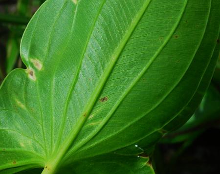 Sagittaria_latifolia_leaf2.jpg