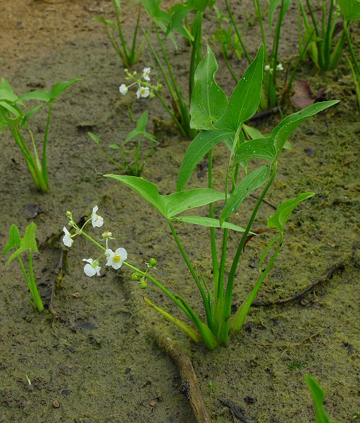 Sagittaria_latifolia_plant.jpg