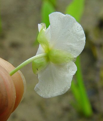 Sagittaria_latifolia_sepals.jpg