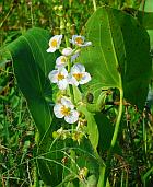 Sagittaria latifolia thumbnail