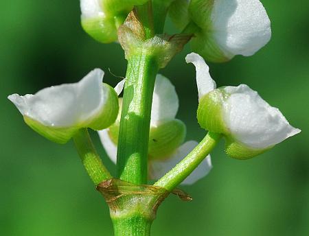 Sagittaria_platyphylla_sepals.jpg