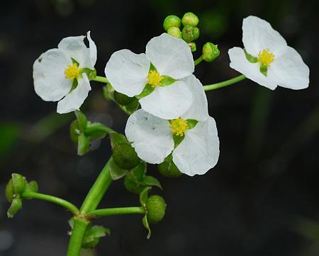 Sagittaria_platyphylla_staminate.jpg