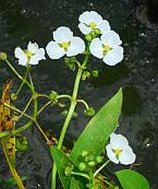 Sagittaria platyphylla thumbnail