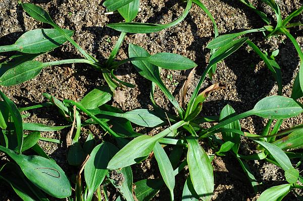 Sagittaria_platyphylla_vegetative.jpg