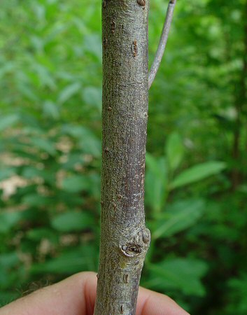 Salix_interior_bark.jpg